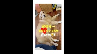 ぶー💛【３７秒🤫】 音📣大きめで💛自分のおならに驚くゴールデンレトリバー💛 Farts! GoldenRetriever :) はななん日記♡ #Shorts