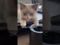 猫生いかがですか？🎤 ラグドール ラグドール子猫 ブルーポイントバイカラー 子猫 猫 ragdoll cat kitty kitten