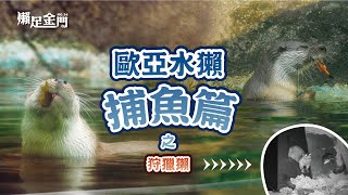 金門水獺第34集 Eurasian otter in Kinmen NO.34 歐亞水獺捕魚篇！狩獵魚貨非獺莫屬?!但不可以浪費食物呀!!