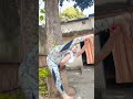 very beautiful yogagirl unique flexible attractive hot indian yoga differnt short