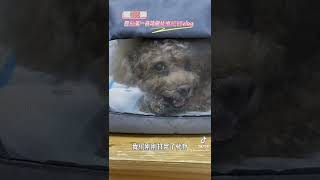 狗狗化療不會掉頭髮喔