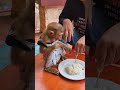 mom make a healthy food for bryan babymonkey monkeylove shorts