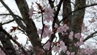 【桜･花見】半田山自然公園(福島県伊達郡桑折町)に行ってきました。桜が綺麗です2021.04.13