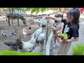 Kasih Makan Keledai, Ayam, Kambing, Domba, Kalkun dan Harimau di Kebun Binatang