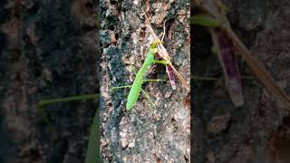 왕사마귀의 방아깨비 사냥 ショウリョウバッタを捕食するオオカマキリ Praying Mantis preys on a Grasshopper