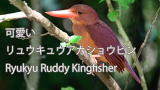 【可愛い】リュウキュウアカショウビン Ryukyu Ruddy Kingfisher