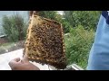 fix beehive in my apple garden