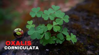 Oxalis Corniculata (Creeping Wood Sorrel)