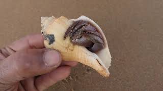 জীবন্ত শঙ্খ দীঘা সমুদ্র সৈকতে  alive conch at Digha Sea Beach #shorts #shortvideo #viral