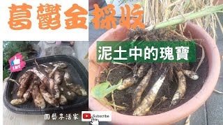 為了食安、養生，把種「葛鬱金」傳統找回來！採收季節到了，從泥土裡挖出一個個瑰寶