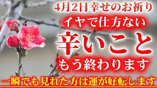 幸せを呼ぶ桃色の花です。4月2日の朝の浄化祈願