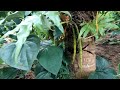 ปลูกพริกไทยที่โคนต้นมะพร้าว planting pepper at the base of the coconut tree