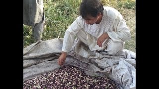 How Afghans collects Mulberries -  کندهاری توت