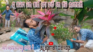 ମୁ ପ୍ରଥମ ଥର ପାଇଁ ମୁ ମୋ ବାଡ଼ିରେ ଗଛ ଲଗେଇ ଲି 🌹