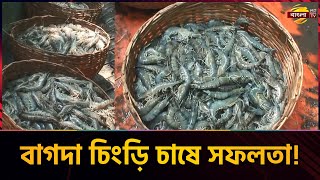 বাগদা চিংড়ি চাষ: ৪ লাখ টাকা ব্যয়ে ৯ লাখ টাকা আয়! | Bagda Prawn | Bagda Chingri | News | Bangla TV