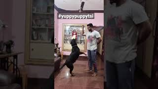 Don't underestimate Rottweiler bite  #yuppypuppytsi #therott #rott #angry #bite #puppy #rottweiler