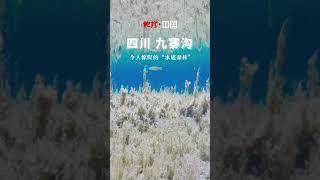 【四川阿坝】超治愈！九寨沟的水下世界 清澈纯净太美了！| CCTV科教