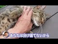 しらたきとつくねのものがたり２　〜捨て猫を保護した坂上パパの新たな生活〜