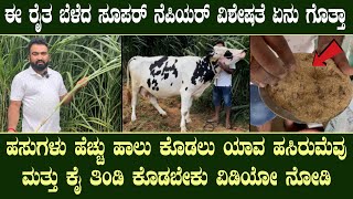 ಹಸುಗಳು ಹೆಚ್ಚು ಹಾಲು ಕೊಡಲು ಯಾವ ಹಸಿರೆಮೆವು ಮತ್ತು ಕೈ ತಿಂಡಿ ಕೊಡಬೇಕು ವಿಡಿಯೋ ನೋಡಿ| cows daily food routine