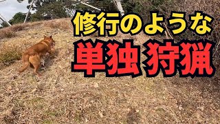 けもの道はイノシシの足跡でズルズル！猟犬見習いブッチャーの動きは…。まるで修行のような単独狩猟！