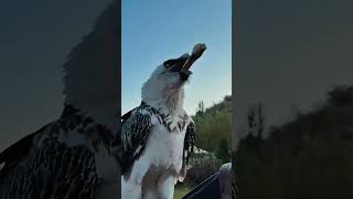 💢胡兀鹫吞大骨 The vulture swallows a big bone #animal 【跟着图尔去旅行】