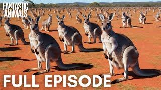 KANGAROOS | 20 Bizarre Facts About Australia’s Hoppers | Animal Documentary