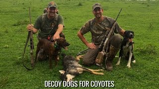 Decoy Dogs for Coyotes