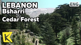 【K】Lebanon Travel-Bsharri[레바논 여행-브샤레]수천 년 묵은 백향목 군락지/Cedar Forest/Alpine Region/Tree