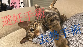 【避妊・去勢】猫の避妊手術・去勢手術についてお話します。ベンガル🐈ペルシャ🐈ソマリ