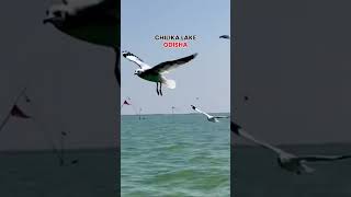 Chilika Lake, Odisha