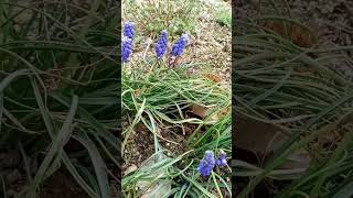 무스카리 Muscari (blue grape hyacinth)