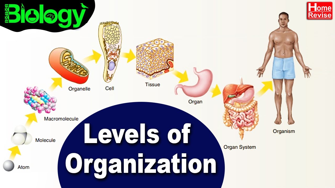 Levels Of Organization In The Living And Non-Living World | Biology ...