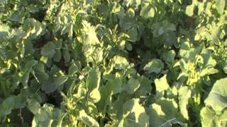 Crop Watch: David Martindale reviews OSR