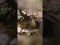 scuffle between two golden snub nosed monkeys in shennongjia