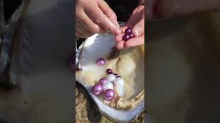 🎁🎁Giant clams, enchanting purple pearls