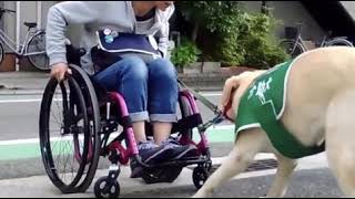 介助犬の仕事　車椅子を引っ張る　【兵庫介助犬協会】