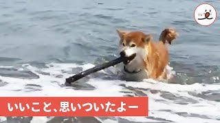 泳ぐだけじゃ物足りない！海で夏を満喫したい柴犬🐾 【PECO TV】