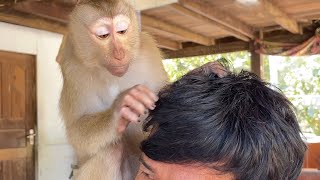 Amazing Sweet Sound| Monkey Grooming Grandpa So Good