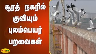 சூரத் நகரில் குவியும் புலம்பெயர் பறவைகள் | Migratory Birds Flock | Surat