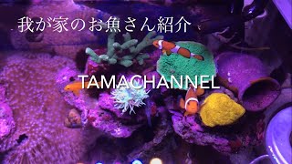 我が家のお魚さん紹介