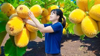 HOW TO Harvesting Oriental Fruit Goes to market sell | The fruit shows the direction in the forest