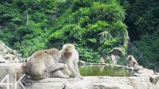 【4K】Watching monkeys at Jigokudani Yaen-koen