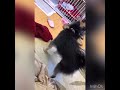 メス犬なのにマウンティング　困る