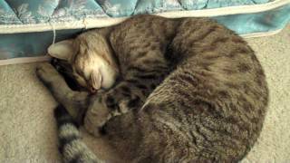 Mean Kitty - Wake Up! 7.31.09