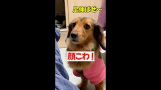 愛犬の王様っぷりが凄いw【王様と下僕】【ダックスフンド】