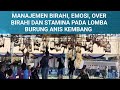 Manajemen Birahi, Emosi, Over Birahi dan Stamina pada Lomba Burung Anis Kembang @sobat_aniskembang