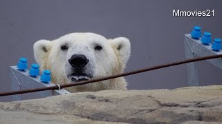 あれ？どこいった？飼育員さんを探すデナリ~Polar Bear is looking for keeper