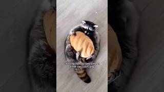 Crazy fat raccoon 🦝 #shortsvideo #pets #raccoon #cute #animals #animal #shorts