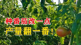 种番茄只改了一点，产量翻了一番，农户：这不赚钱都难【付老师种植技术团队官方频道】