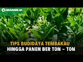 Cara dan Tips Budidaya Tembakau dari Bibit. Pupuk yang Cocok, dan Berapa Lama Tembakau Bisa Dipanen